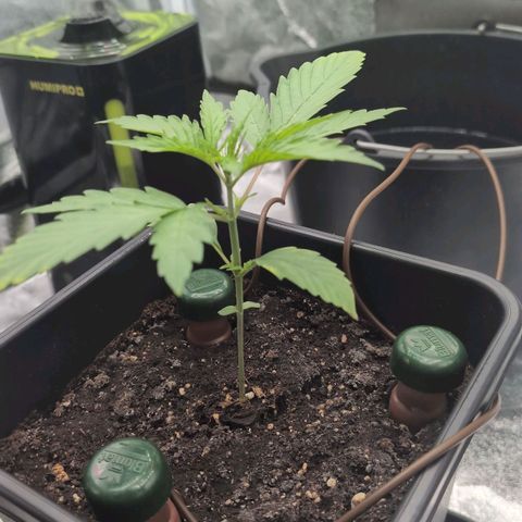 Banana - Photo - BioTabs Perfect Plant - DryFerm Bag growlog timeline photo