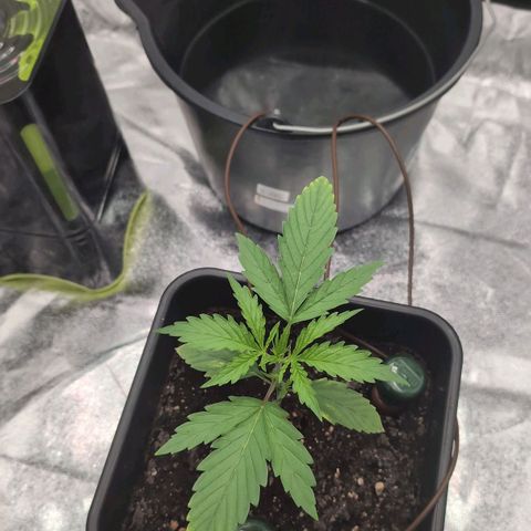 Banana - Photo - BioTabs Perfect Plant - DryFerm Bag growlog timeline photo