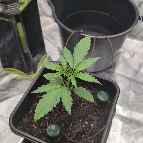 Banana - Photo - BioTabs Perfect Plant - DryFerm Bag growlog timeline photo