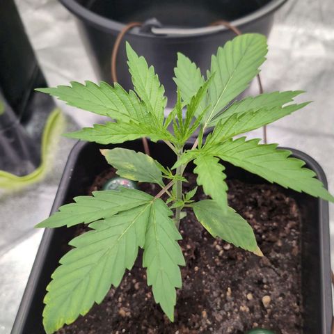 Banana - Photo - BioTabs Perfect Plant - DryFerm Bag growlog timeline photo