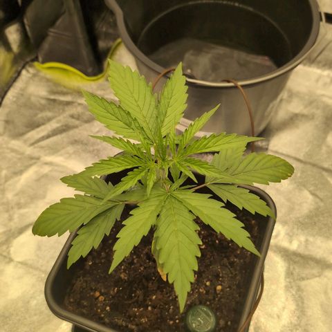 Banana - Photo - BioTabs Perfect Plant - DryFerm Bag growlog timeline photo