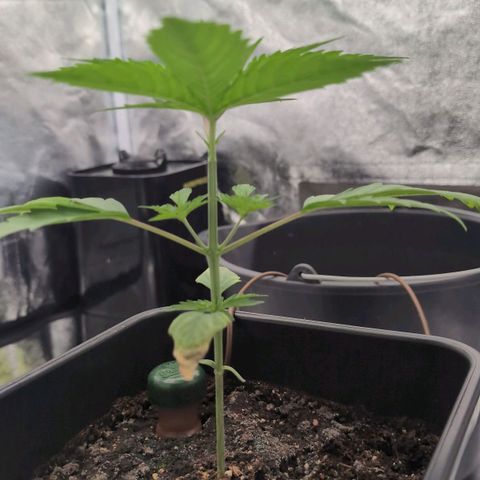 Banana - Photo - BioTabs Perfect Plant - DryFerm Bag growlog timeline photo