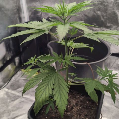 Banana - Photo - BioTabs Perfect Plant - DryFerm Bag growlog photo: Nach dem Urlaub (4 Tage)
