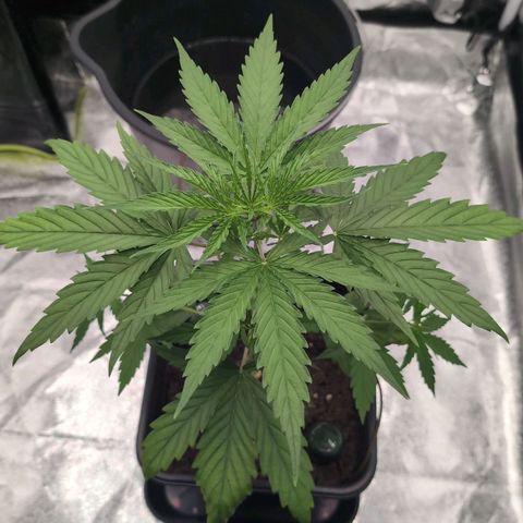 Banana - Photo - BioTabs Perfect Plant - DryFerm Bag growlog photo: Nach dem Urlaub (4 Tage)