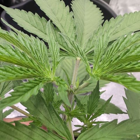 Banana - Photo - BioTabs Perfect Plant - DryFerm Bag growlog timeline photo