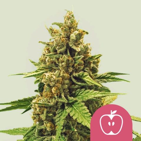 Apple Fritter Auto - Outdoor - BioTabs & Kompost growlog photo