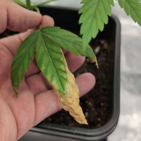 Banana - Photo - BioTabs Perfect Plant - DryFerm Bag growlog timeline photo