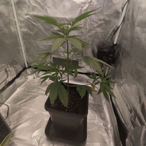 Banana - Photo - BioTabs Perfect Plant - DryFerm Bag growlog timeline photo