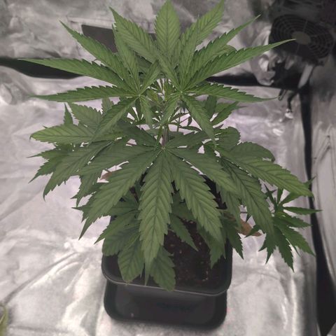 Banana - Photo - BioTabs Perfect Plant - DryFerm Bag growlog timeline photo