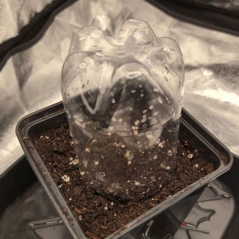 Apple Fritter Auto - Outdoor - BioTabs & Kompost growlog photo