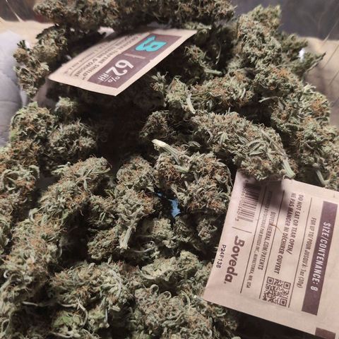 Pineaplle Express F1 Automatic  - Advanced Nutrients Master Grow growlog timeline photo