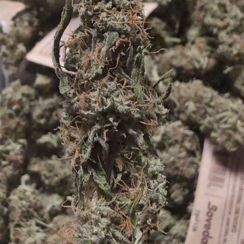 Pineaplle Express F1 Automatic  - Advanced Nutrients Master Grow growlog timeline photo