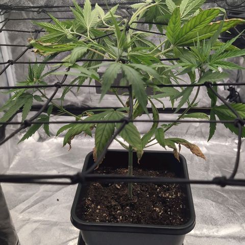 Banana - Photo - BioTabs Perfect Plant - DryFerm Bag growlog timeline photo