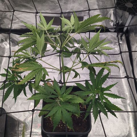 Banana - Photo - BioTabs Perfect Plant - DryFerm Bag growlog timeline photo
