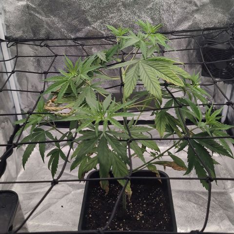 Banana - Photo - BioTabs Perfect Plant - DryFerm Bag growlog timeline photo