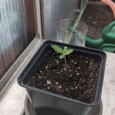 Apple Fritter Auto - Outdoor - BioTabs & Kompost growlog photo: Umzug ins Gewächshaus - Garten