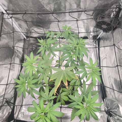 Banana - Photo - BioTabs Perfect Plant - DryFerm Bag growlog timeline photo