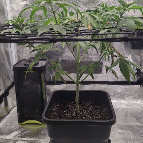 Banana - Photo - BioTabs Perfect Plant - DryFerm Bag growlog timeline photo