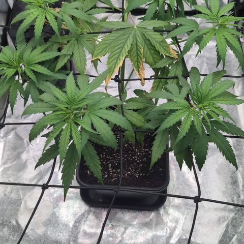 Banana - Photo - BioTabs Perfect Plant - DryFerm Bag growlog timeline photo