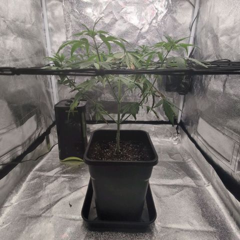 Banana - Photo - BioTabs Perfect Plant - DryFerm Bag growlog timeline photo