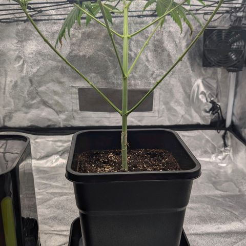 Banana - Photo - BioTabs Perfect Plant - DryFerm Bag growlog timeline photo