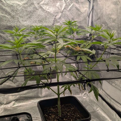 Banana - Photo - BioTabs Perfect Plant - DryFerm Bag growlog timeline photo