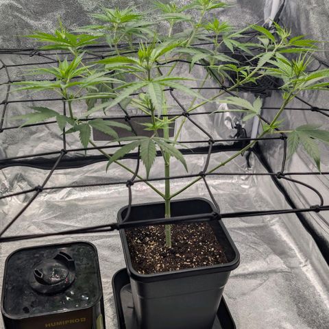 Banana - Photo - BioTabs Perfect Plant - DryFerm Bag growlog timeline photo
