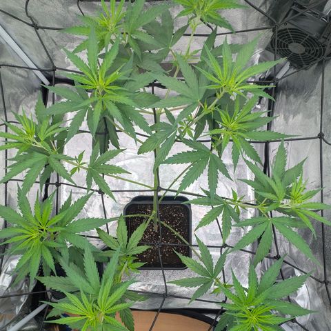 Banana - Photo - BioTabs Perfect Plant - DryFerm Bag growlog timeline photo