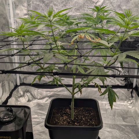 Banana - Photo - BioTabs Perfect Plant - DryFerm Bag growlog timeline photo