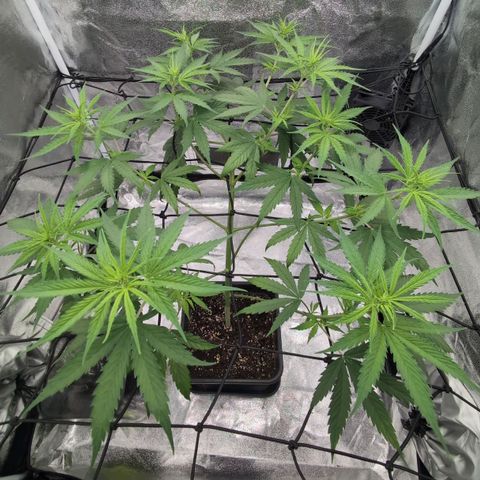 Banana - Photo - BioTabs Perfect Plant - DryFerm Bag growlog timeline photo