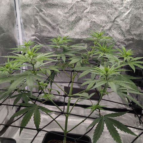 Banana - Photo - BioTabs Perfect Plant - DryFerm Bag growlog timeline photo