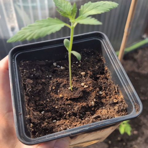 Apple Fritter Auto - Outdoor - BioTabs & Kompost growlog timeline photo