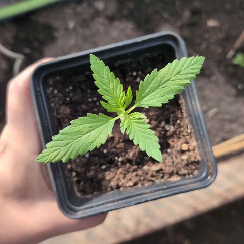 Apple Fritter Auto - Outdoor - BioTabs & Kompost growlog timeline photo