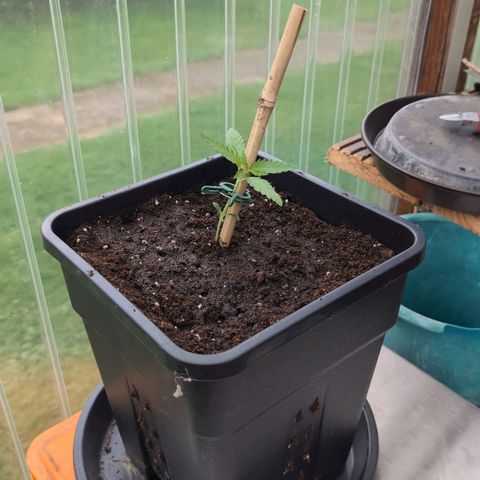 Apple Fritter Auto - Outdoor - BioTabs & Kompost growlog timeline photo