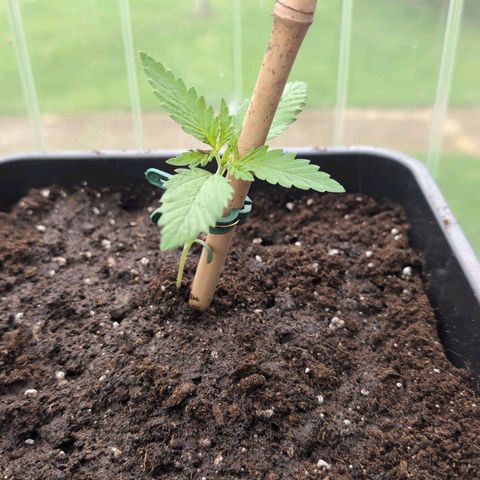 Apple Fritter Auto - Outdoor - BioTabs & Kompost growlog timeline photo