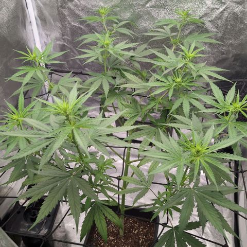 Banana - Photo - BioTabs Perfect Plant - DryFerm Bag growlog timeline photo