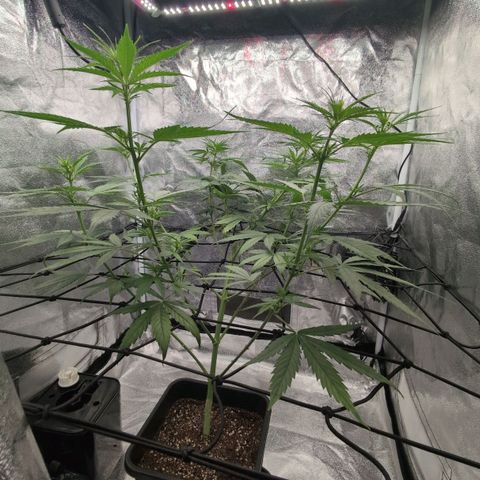 Banana - Photo - BioTabs Perfect Plant - DryFerm Bag growlog timeline photo