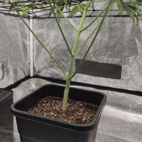 Banana - Photo - BioTabs Perfect Plant - DryFerm Bag growlog timeline photo