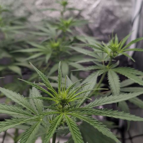 Banana - Photo - BioTabs Perfect Plant - DryFerm Bag growlog timeline photo