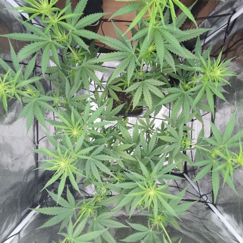 Banana - Photo - BioTabs Perfect Plant - DryFerm Bag growlog timeline photo