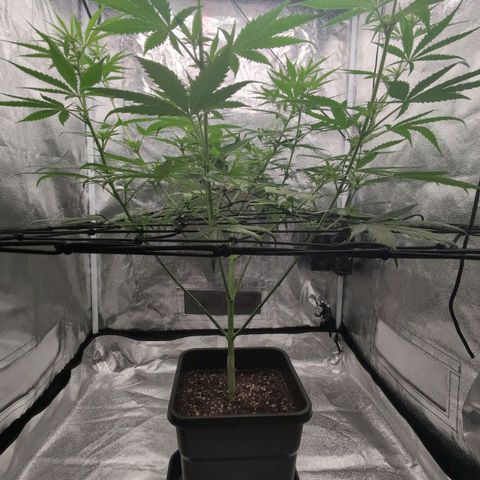 Banana - Photo - BioTabs Perfect Plant - DryFerm Bag growlog timeline photo