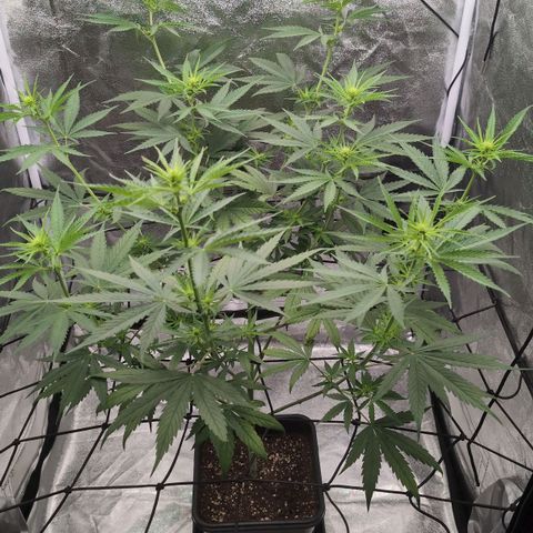 Banana - Photo - BioTabs Perfect Plant - DryFerm Bag growlog timeline photo