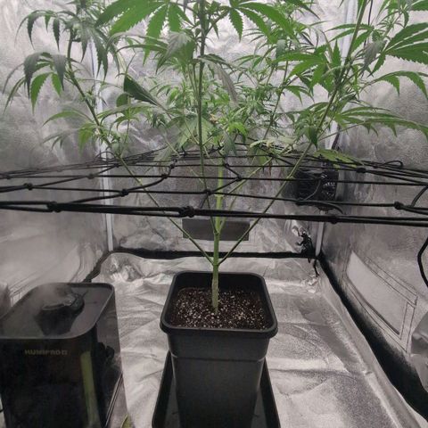 Banana - Photo - BioTabs Perfect Plant - DryFerm Bag growlog photo: Light-Lollipopping
