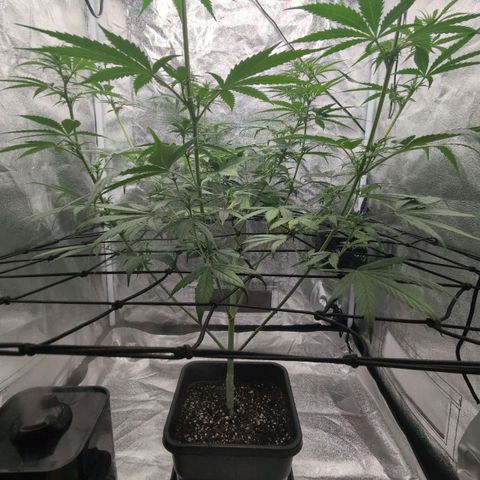 Banana - Photo - BioTabs Perfect Plant - DryFerm Bag growlog photo: Light-Lollipopping