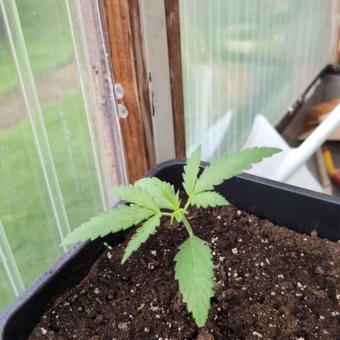 Apple Fritter Auto - Outdoor - BioTabs & Kompost growlog timeline photo