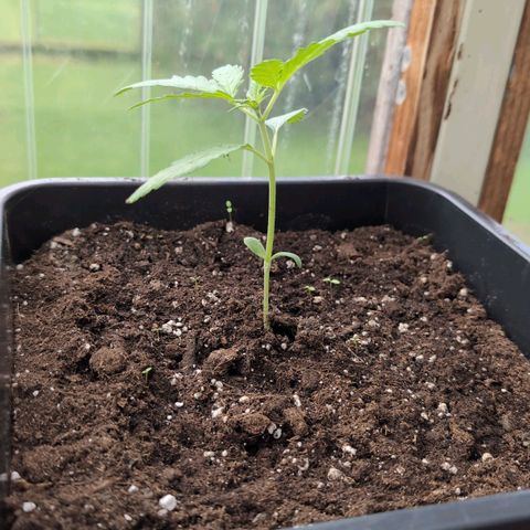 Apple Fritter Auto - Outdoor - BioTabs & Kompost growlog timeline photo