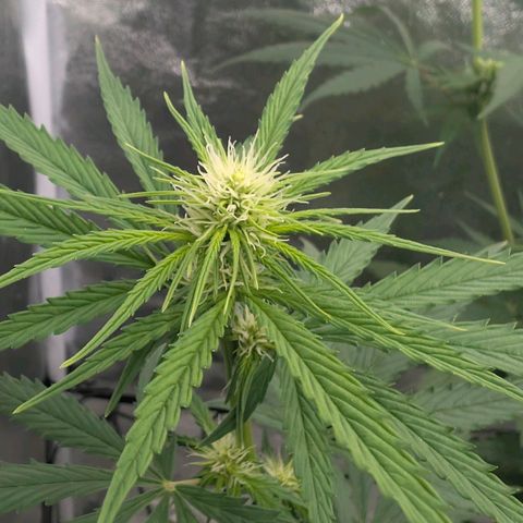 Banana - Photo - BioTabs Perfect Plant - DryFerm Bag growlog timeline photo
