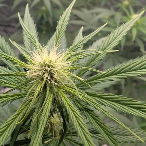 Banana - Photo - BioTabs Perfect Plant - DryFerm Bag growlog timeline photo