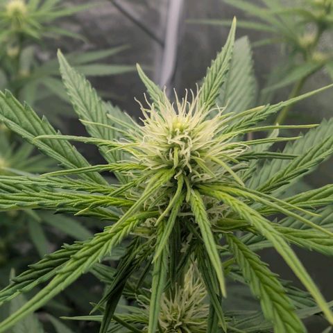 Banana - Photo - BioTabs Perfect Plant - DryFerm Bag growlog timeline photo
