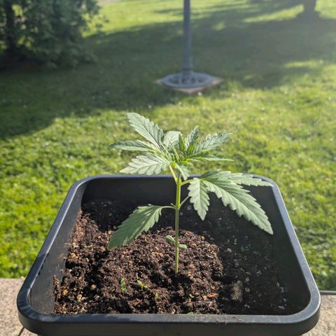 Apple Fritter Auto - Outdoor - BioTabs & Kompost growlog timeline photo